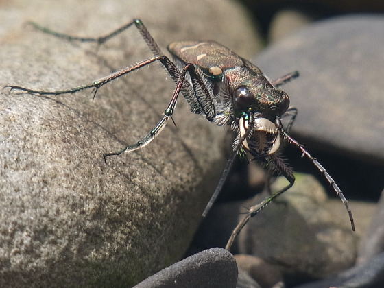 Cicindela gemmata aino