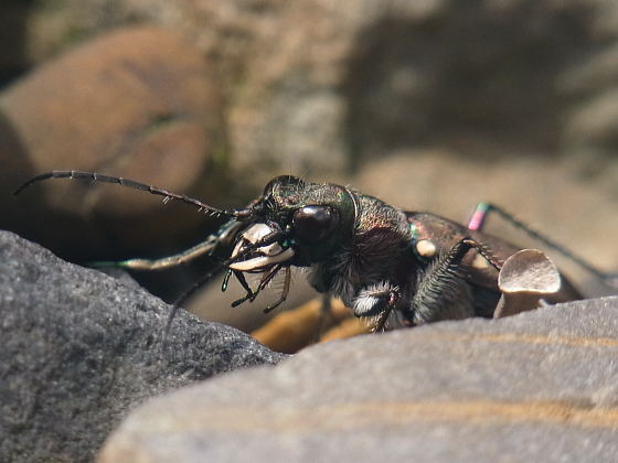 Cicindela gemmata aino