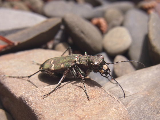 Cicindela gemmata aino