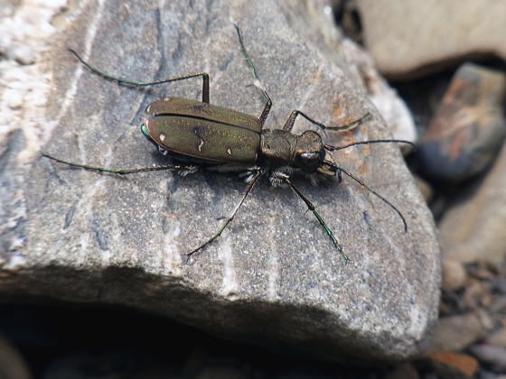 Cicindela gemmata