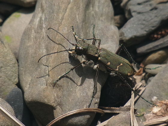 Cicindela gemmata