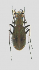 Cicindela gemmata