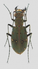 Cicindela gemmata