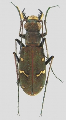 Cicindela gemmata