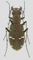 Cicindela gemmata