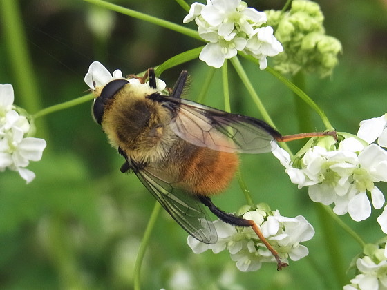 Mallota ambigua