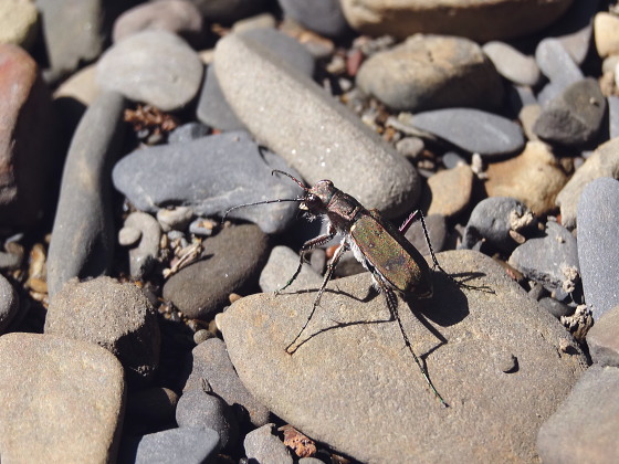 Cicindela gemmata aino