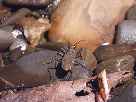 Cicindela gemmata aino