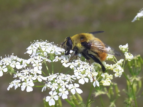 Mallota ambigua