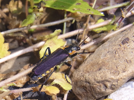 Themus tsushimensis