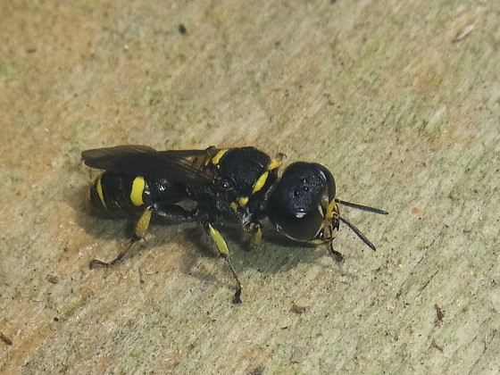 Ectemnius sp.