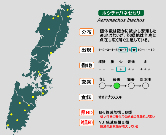 ホシチャバネセセリ