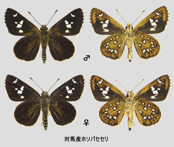 ホソバセセリ 標本画像