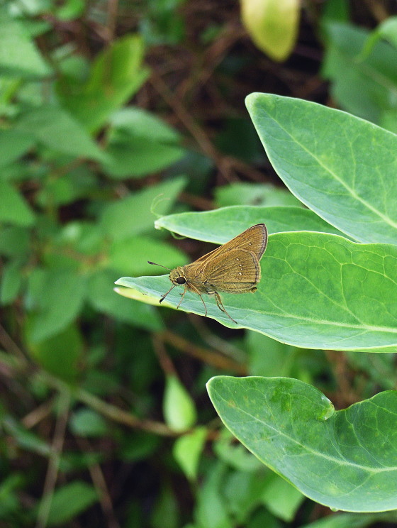 Pelopidas mathias