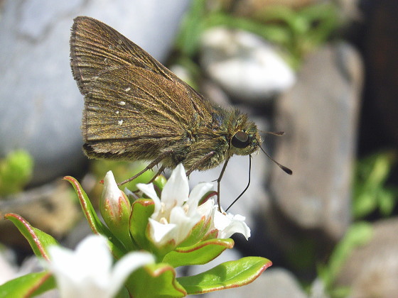 Pelopidas mathias