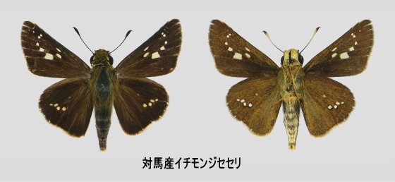 ¥¤¥Á¥â¥ó¥¸¥»¥»¥ê¡¡É¸ËܲèÁü