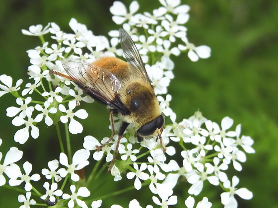 Mallota ambigua