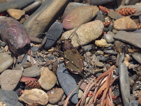 Cicindela gemmata aino