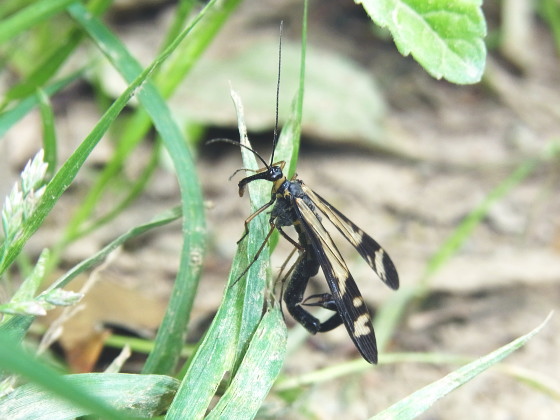 Panorpa tsushimaensis