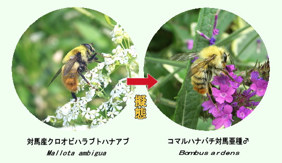 クロオビハラブトハナアブの擬態
