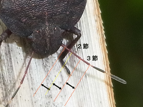 フタテンカメムシの触角