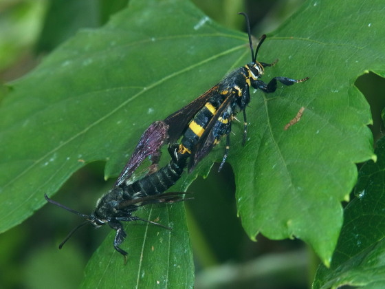 Nokona pernix