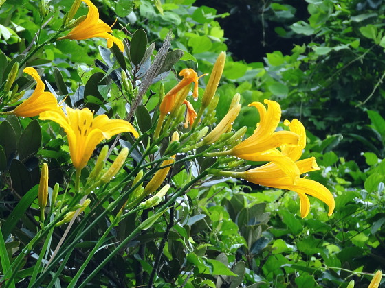 Hemerocallis hakuunensis