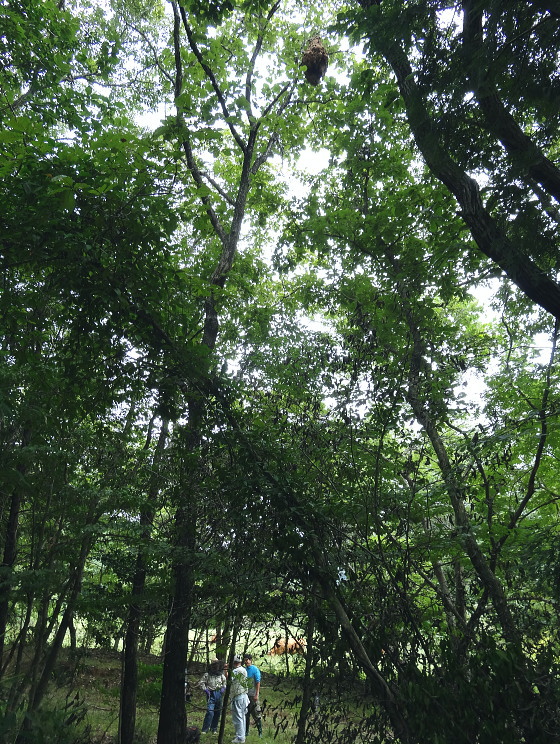 Vespa velutina