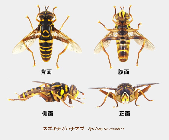 スズキナガハナアブ