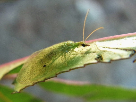 Notiobiella subolivacea