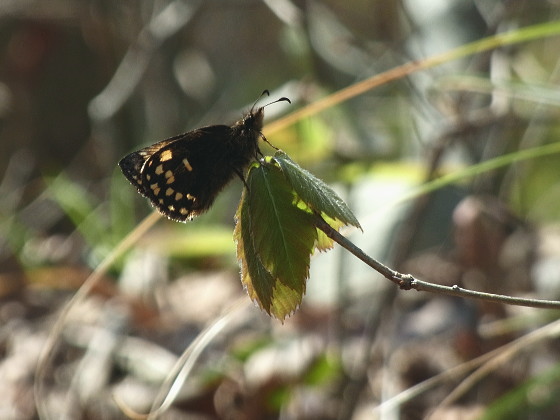 Erynnis montanus
