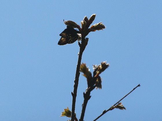 Erynnis montanus