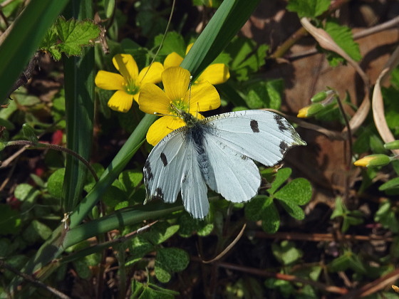 ツマキチョウ ♀