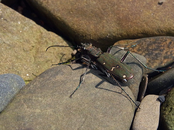 Cicindela gemmata aino