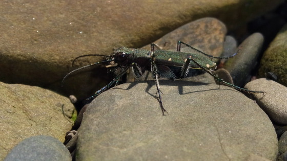 Cicindela gemmata aino