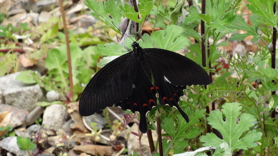 Papilio helenus