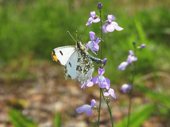 Anthocharis scolymus mandschurica