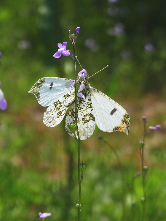 Anthocharis scolymus mandschurica