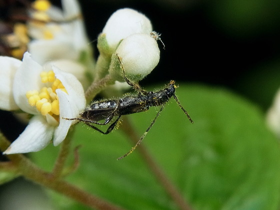 Glaphyra kojimai