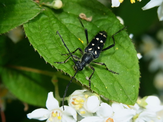 Leptura duodecimguttata