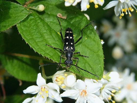 Leptura duodecimguttata