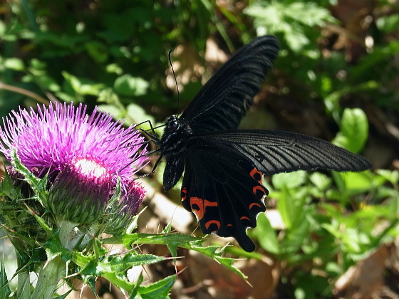 Papilio protenor