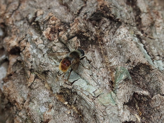 Mallota ambigua