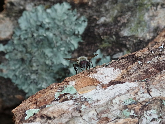 Mallota ambigua