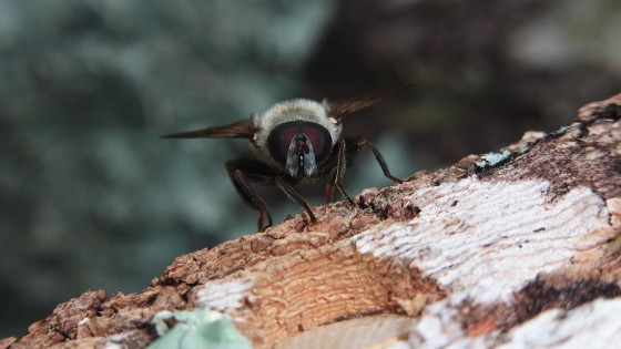 Mallota ambigua
