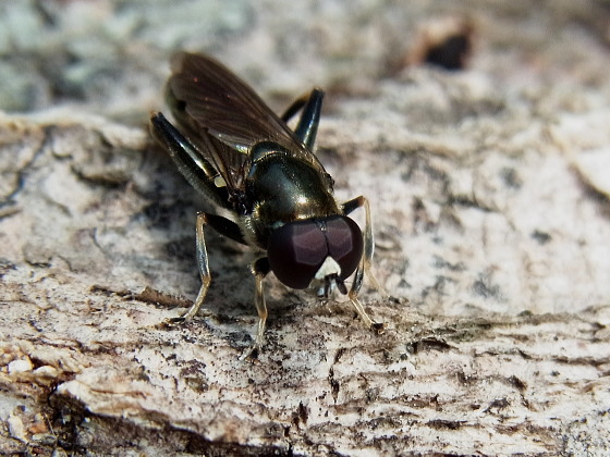 Xylota amamiensis