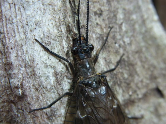 Parachauliodes continentalis