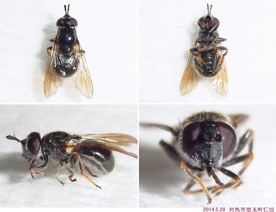 Psilota sp.