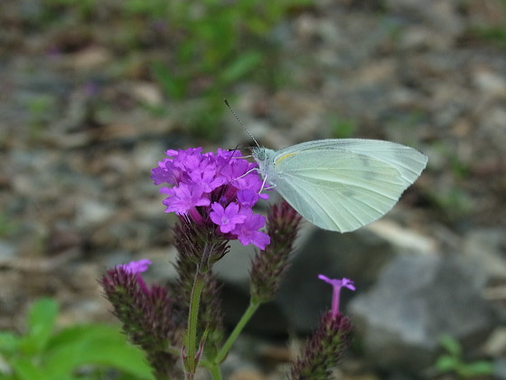 Pieris rapae