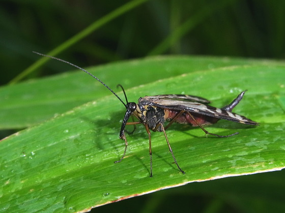 Panorpa tsushimaensis